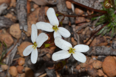 Stylidium hispidum (Stylidium hispidum)