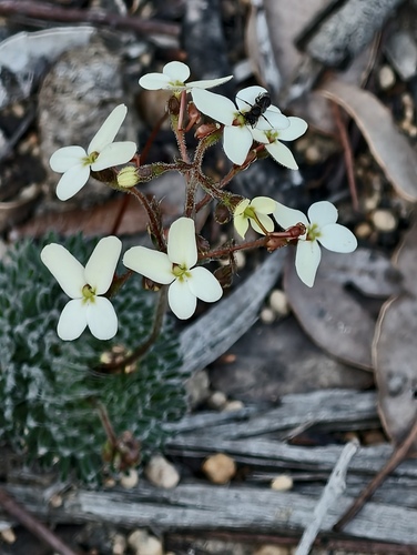 Stylidium hispidum (Stylidium hispidum)