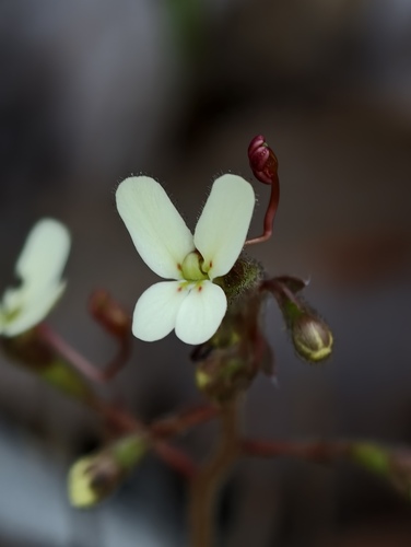 Stylidium hispidum (Stylidium hispidum)
