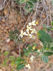 Stylidium hispidum (Stylidium hispidum)