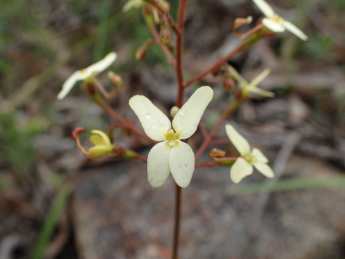 Stylidium hispidum (Stylidium hispidum)