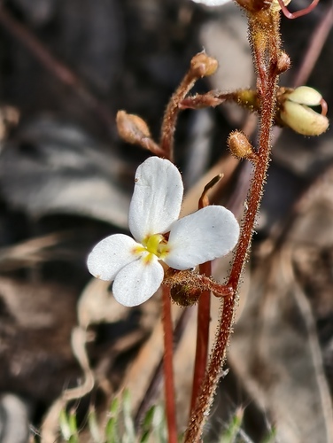 Stylidium hispidum (Stylidium hispidum)