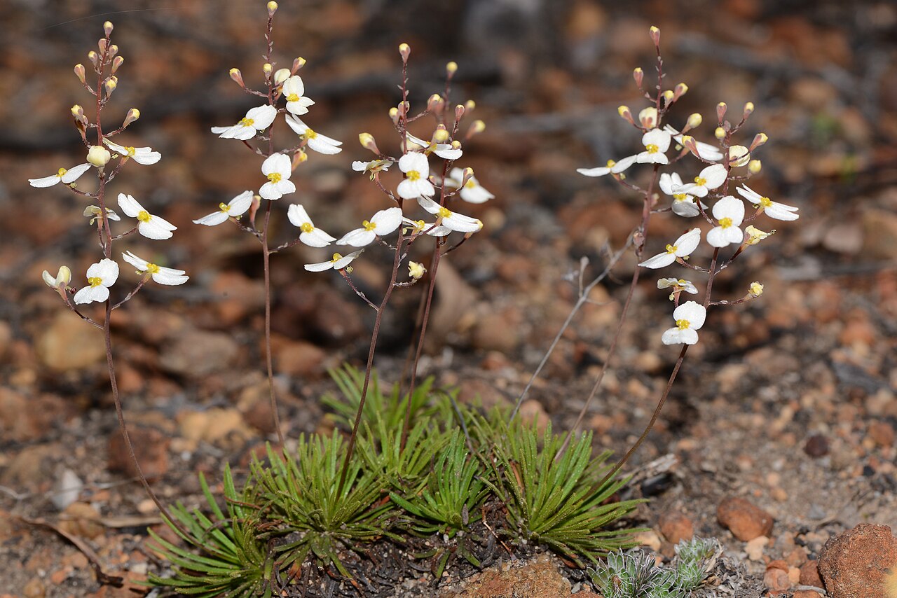 Stylidium hortiorum: Named for the Hort family. Described in Nuytsia 13:293-296,Fig.1 (2000) (ie geven it's official name) These plants often grow on old plants and can have up to 1