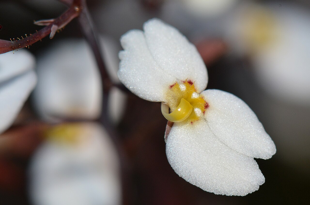 Stylidium hortiorum: This is a very distinctive triggerplant. This plant was first collected in Western Australia in 1962 but not given a species name until the year 2000 and it was