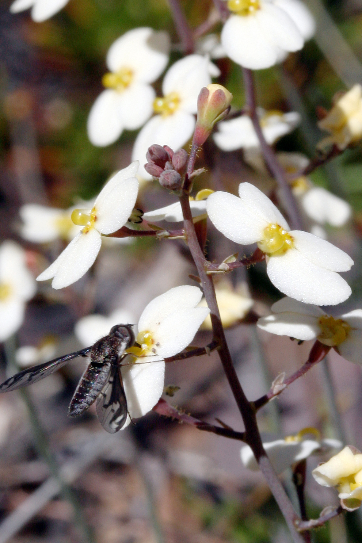 Stylidium hortiorum: Stylidium hortiorum with pollinator/robber.