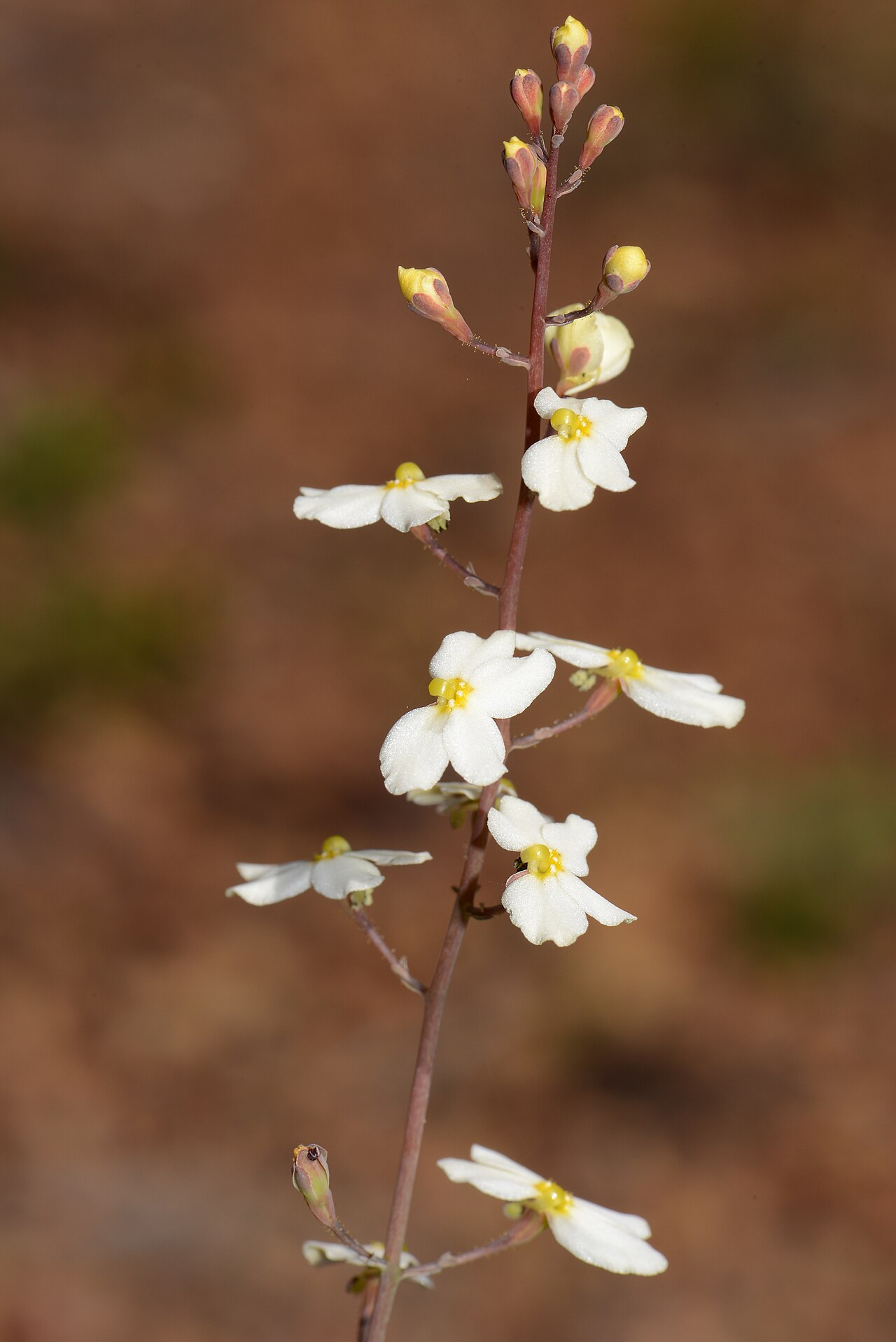 Stylidium hortiorum: Named for the Hort family. Nuytsia 13:293-296,Fig.1 (2000) 13 Sep 2014