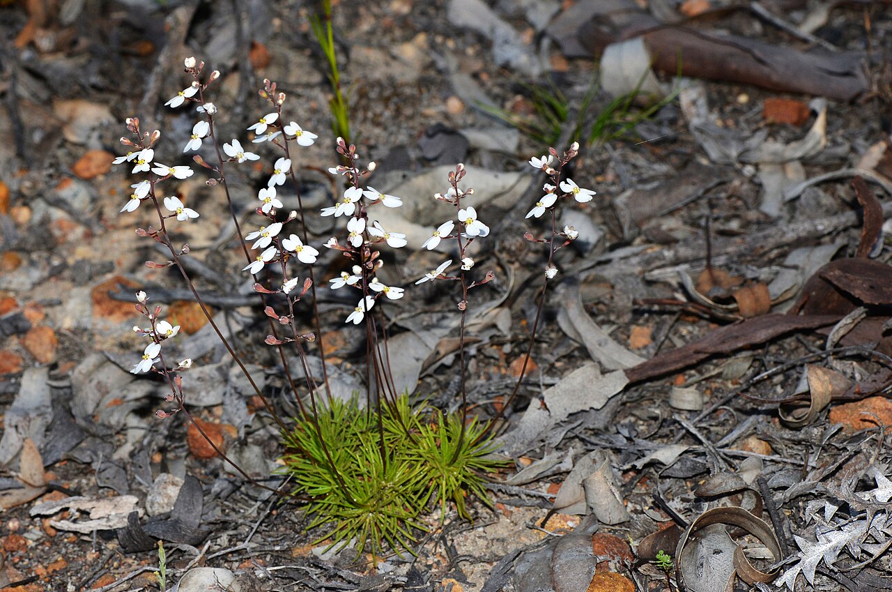 Stylidium hortiorum: Stylidium hortiorum