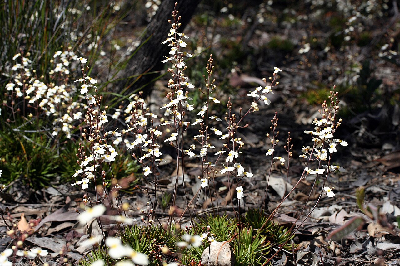 Stylidium hortiorum: Stylidium hortiorum