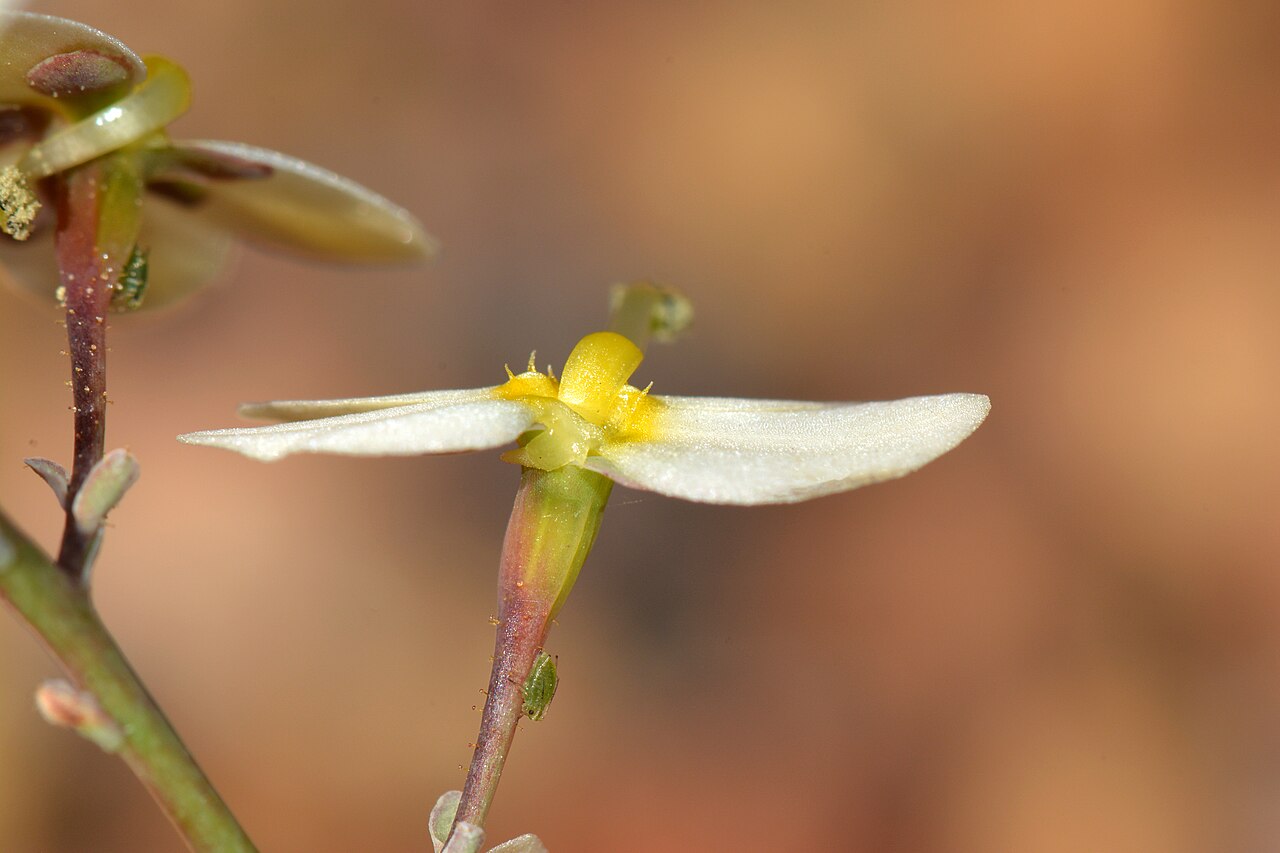 Stylidium hortiorum: Named for the Hort family. Nuytsia 13:293-296,Fig.1 (2000) 13 Sep 2014
