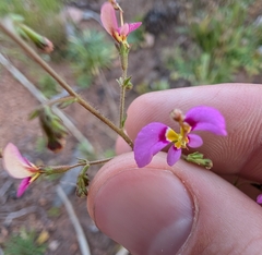 Stylidium inaequipetalum (Stylidium inaequipetalum)