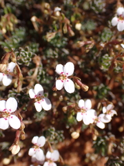 Stylidium induratum (Stylidium induratum)