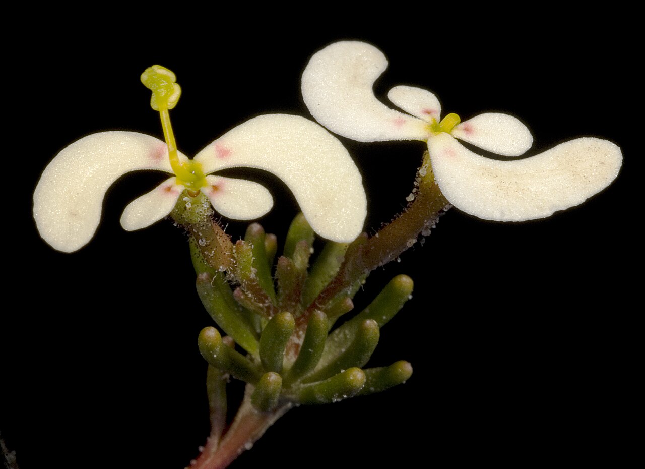 Stylidium involucratum: KRT3415