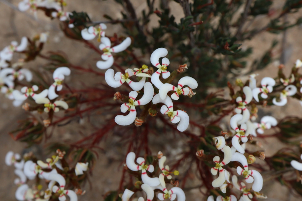 Stylidium involucratum (Stylidium involucratum)