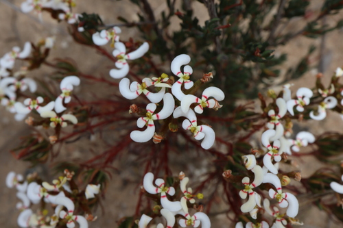 Stylidium involucratum (Stylidium involucratum)