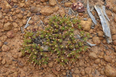 Stylidium involucratum (Stylidium involucratum)