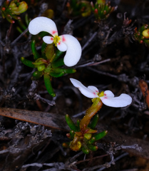 Stylidium involucratum (Stylidium involucratum)