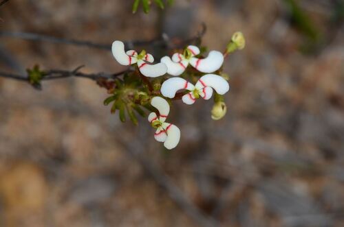 Stylidium involucratum (Stylidium involucratum)