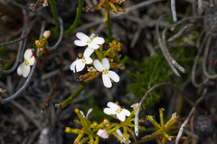 Stylidium junceum (Stylidium junceum)