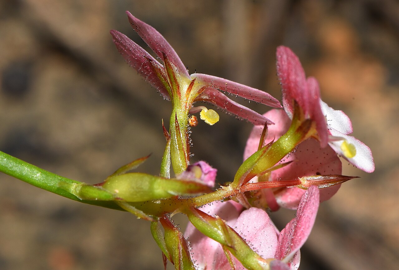 Stylidium junceum: A perennial plant growing to 50cm, often inside other plants. I love the little black dots in the centre of the throat of the plant.