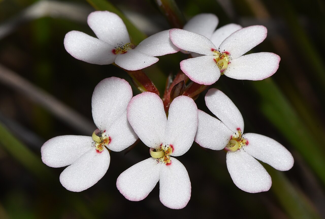 Stylidium junceum: A perennial plant growing to 50cm, often inside other plants. I love the little black dots in the centre of the throat of the plant.