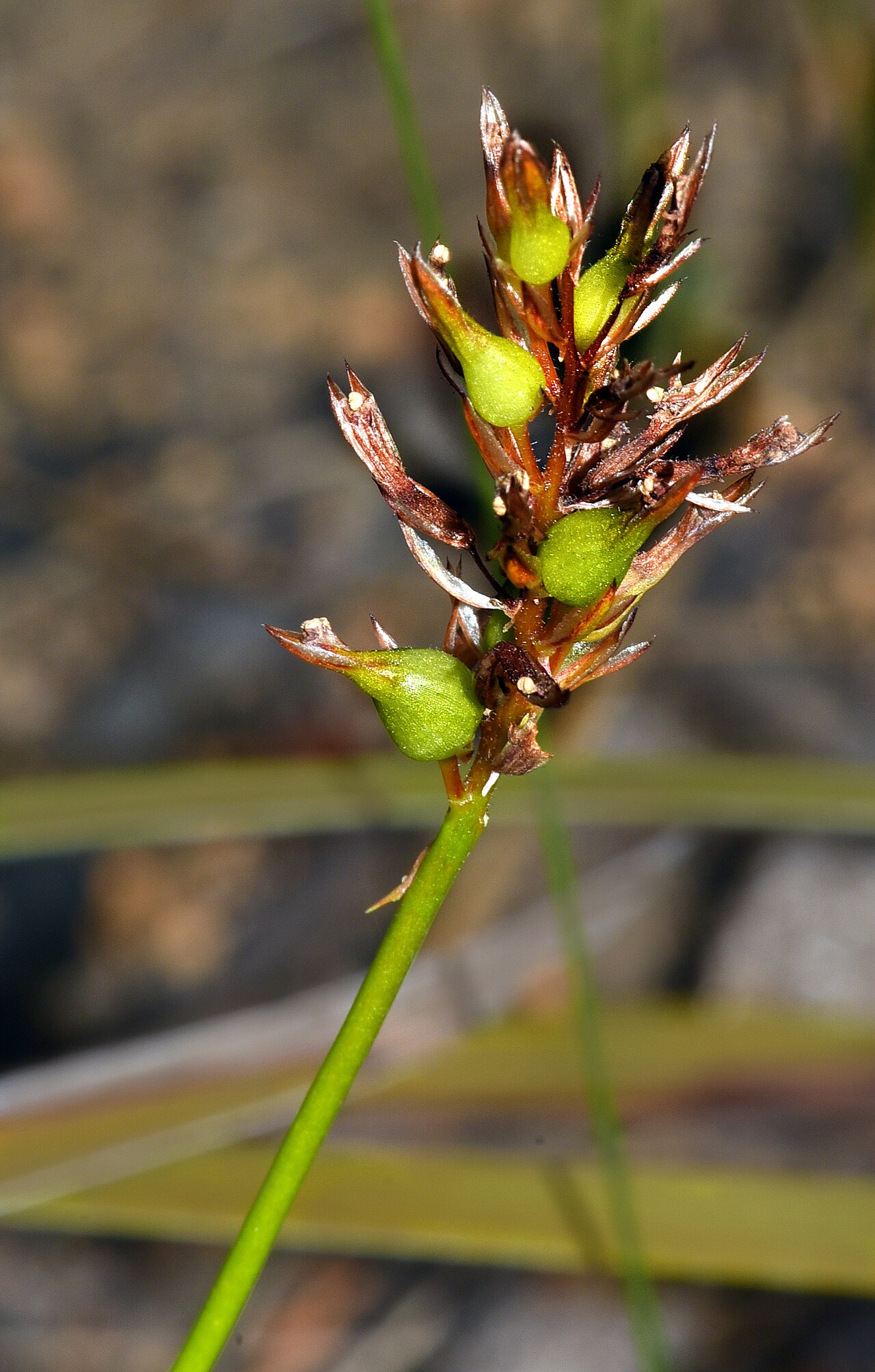 Stylidium junceum: A perennial plant growing to 50cm, often inside other plants. I love the little black dots in the centre of the throat of the plant.