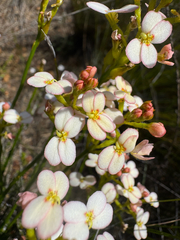 Stylidium junceum (Stylidium junceum)