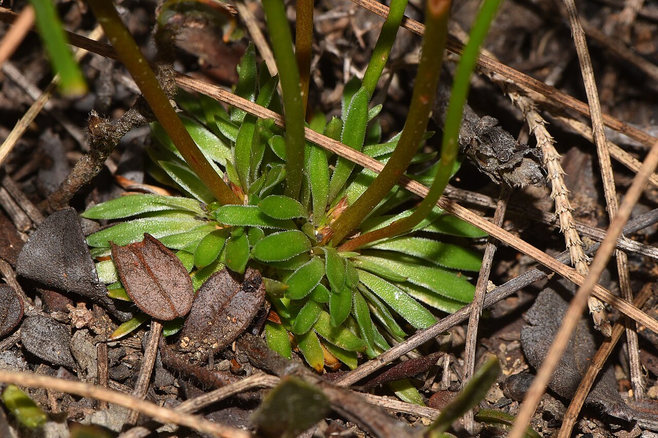 Stylidium junceum: A perennial plant growing to 50cm, often inside other plants. I love the little black dots in the centre of the throat of the plant.