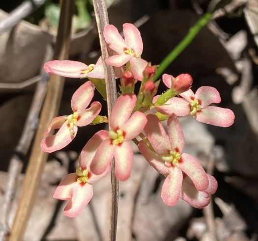 Stylidium junceum (Stylidium junceum)