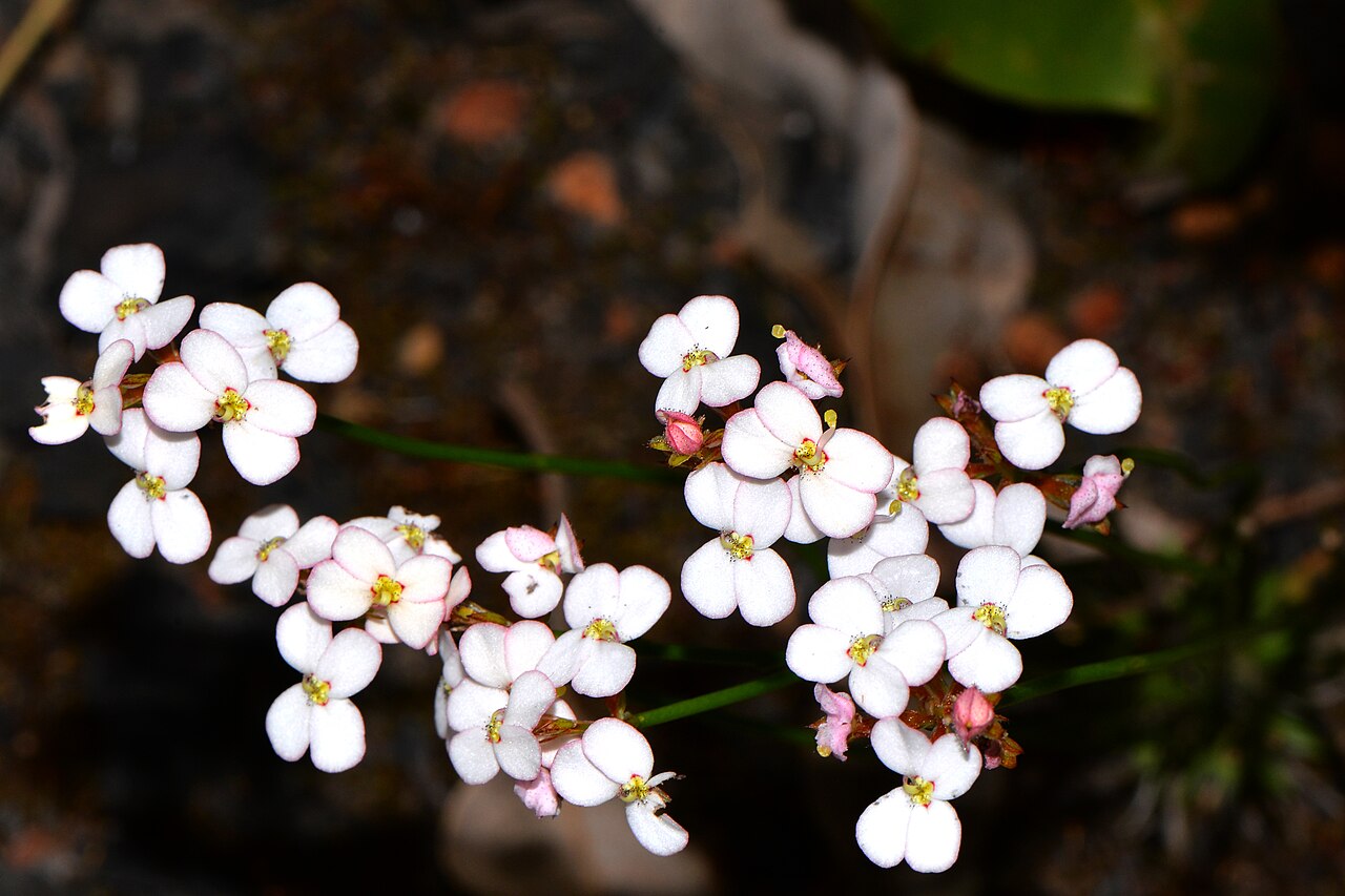 Stylidium junceum: A perennial plant growing to 50cm, often inside other plants. I love the little black dots in the centre of the throat of the plant.