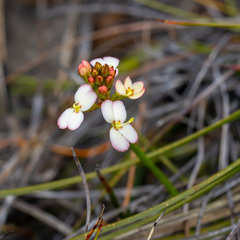 Stylidium junceum (Stylidium junceum)