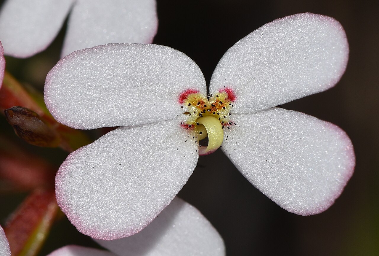 Stylidium junceum: A perennial plant growing to 50cm, often inside other plants. I love the little black dots in the centre of the throat of the plant. The little black dots are o