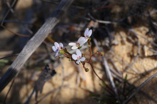 Stylidium kalbarriense (Stylidium kalbarriense)