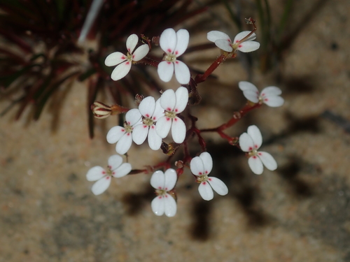 Stylidium kalbarriense (Stylidium kalbarriense)