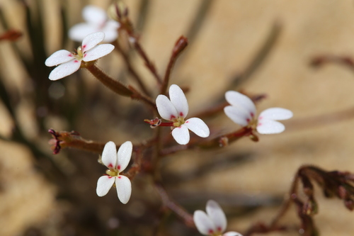Stylidium kalbarriense (Stylidium kalbarriense)
