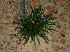 Stylidium kalbarriense (Stylidium kalbarriense)