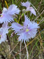 Stylidium laciniatum (Stylidium laciniatum)