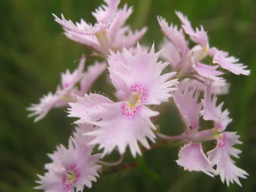 Stylidium laciniatum (Stylidium laciniatum)