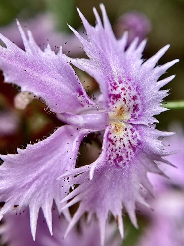 Stylidium laciniatum (Stylidium laciniatum)