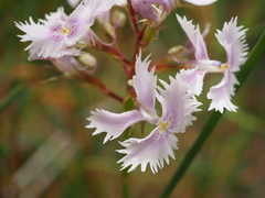 Stylidium laciniatum (Stylidium laciniatum)