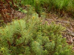 Stylidium laricifolium (Stylidium laricifolium)