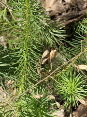 Stylidium laricifolium (Stylidium laricifolium)