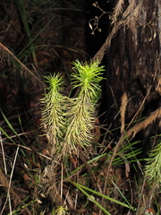 Stylidium laricifolium (Stylidium laricifolium)