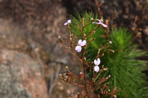 Stylidium laricifolium (Stylidium laricifolium)