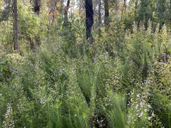 Stylidium laricifolium (Stylidium laricifolium)