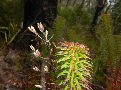 Stylidium laricifolium (Stylidium laricifolium)