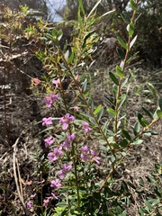 Stylidium laricifolium (Stylidium laricifolium)
