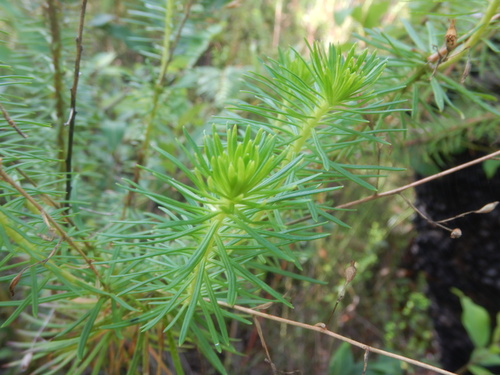 Stylidium laricifolium (Stylidium laricifolium)