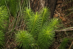 Stylidium laricifolium (Stylidium laricifolium)