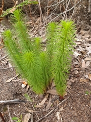 Stylidium laricifolium (Stylidium laricifolium)