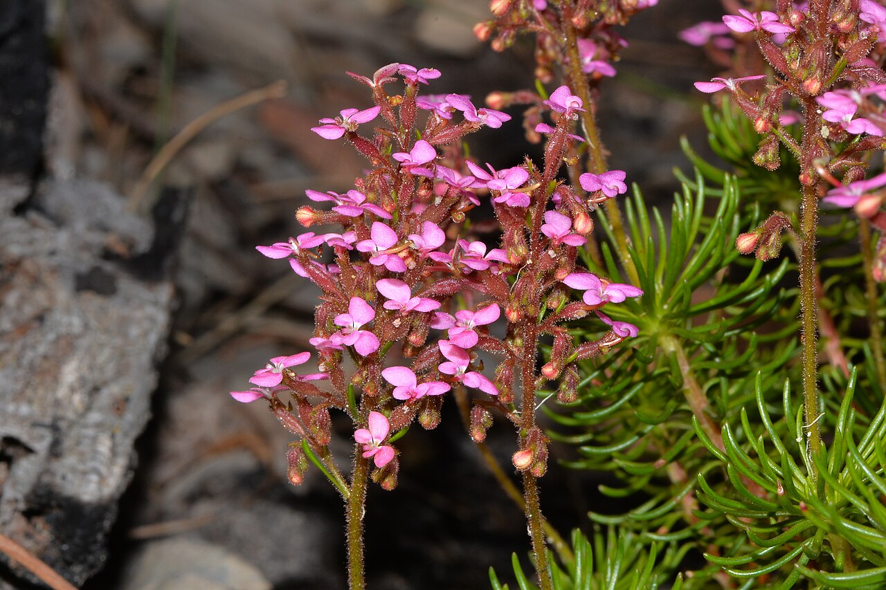 Stylidium lateriticola: This brilliant pink flowering plant survives very hot weather and grows in lateritic soils.
